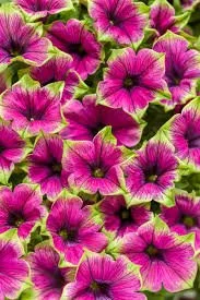Supertunia Picasso in Purple