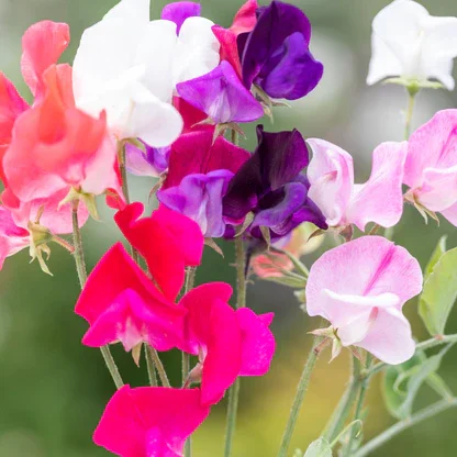 Sweet Peas  - mixed