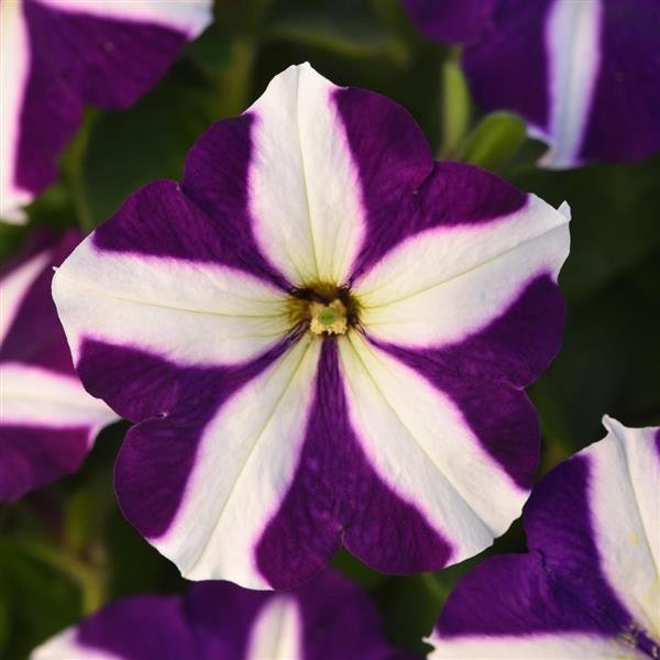 Petunia Madness Blue Star