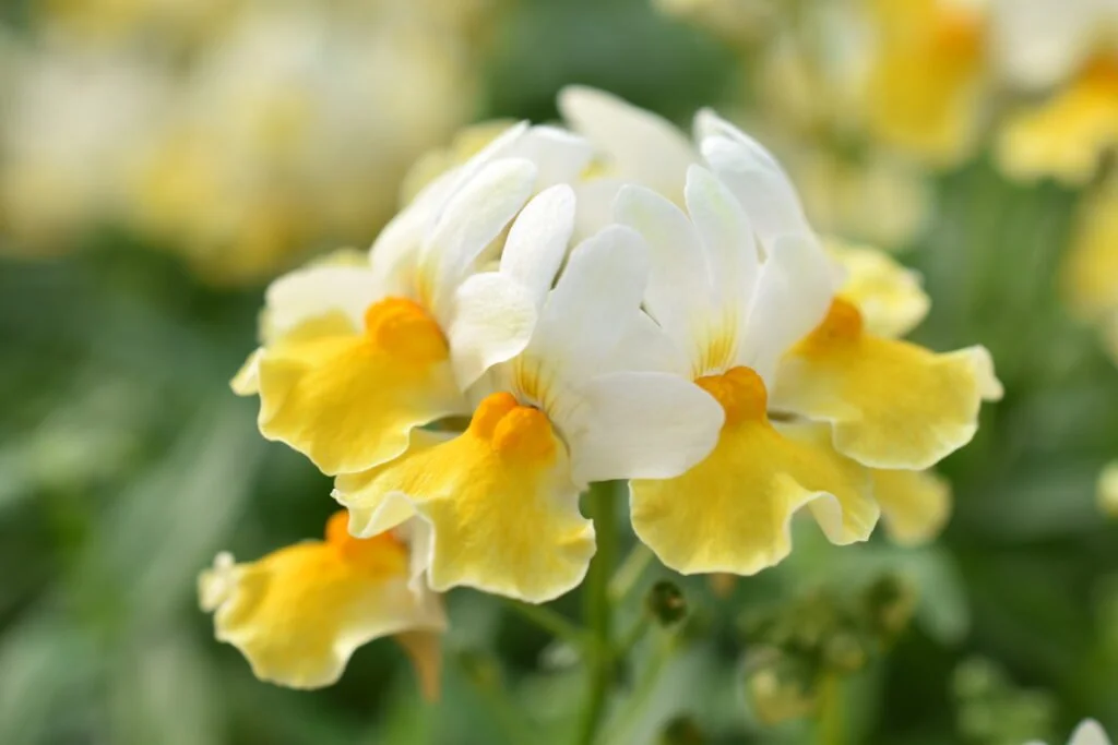 Nemesia Escential Sunberry