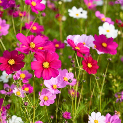 Cosmos Sensation Mix