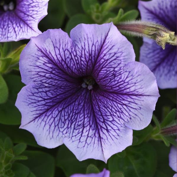 Petunia Madness Blue Vein