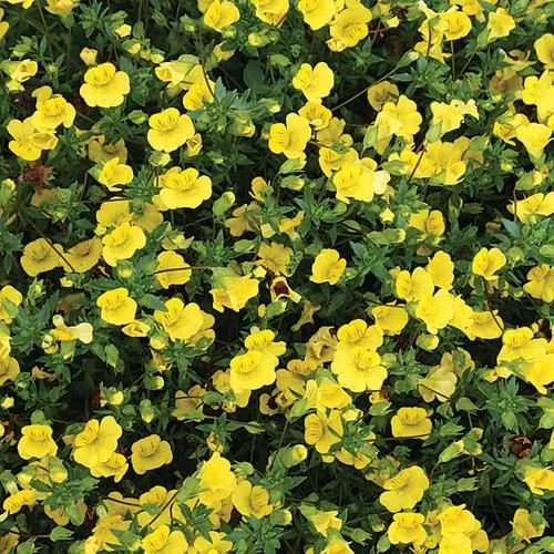 Mecardonia Garden Freckles