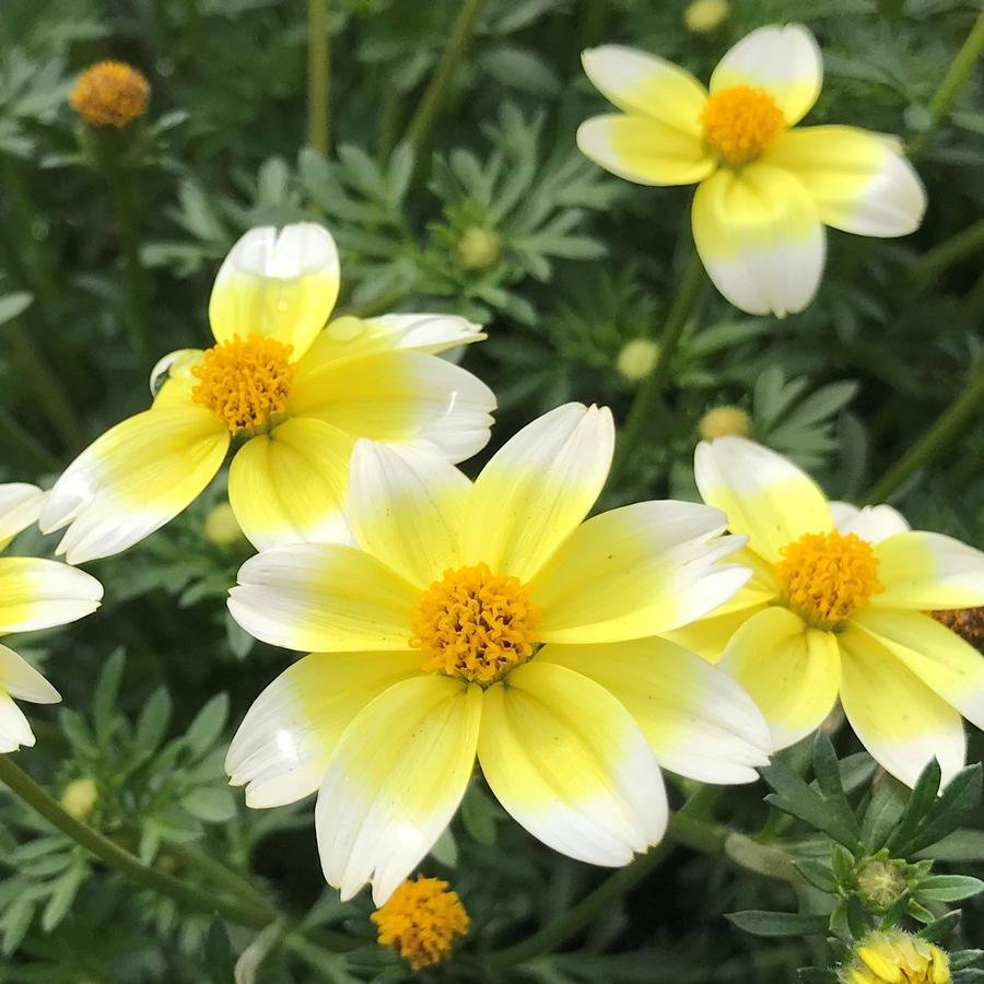 Bidens Spicy Electic White