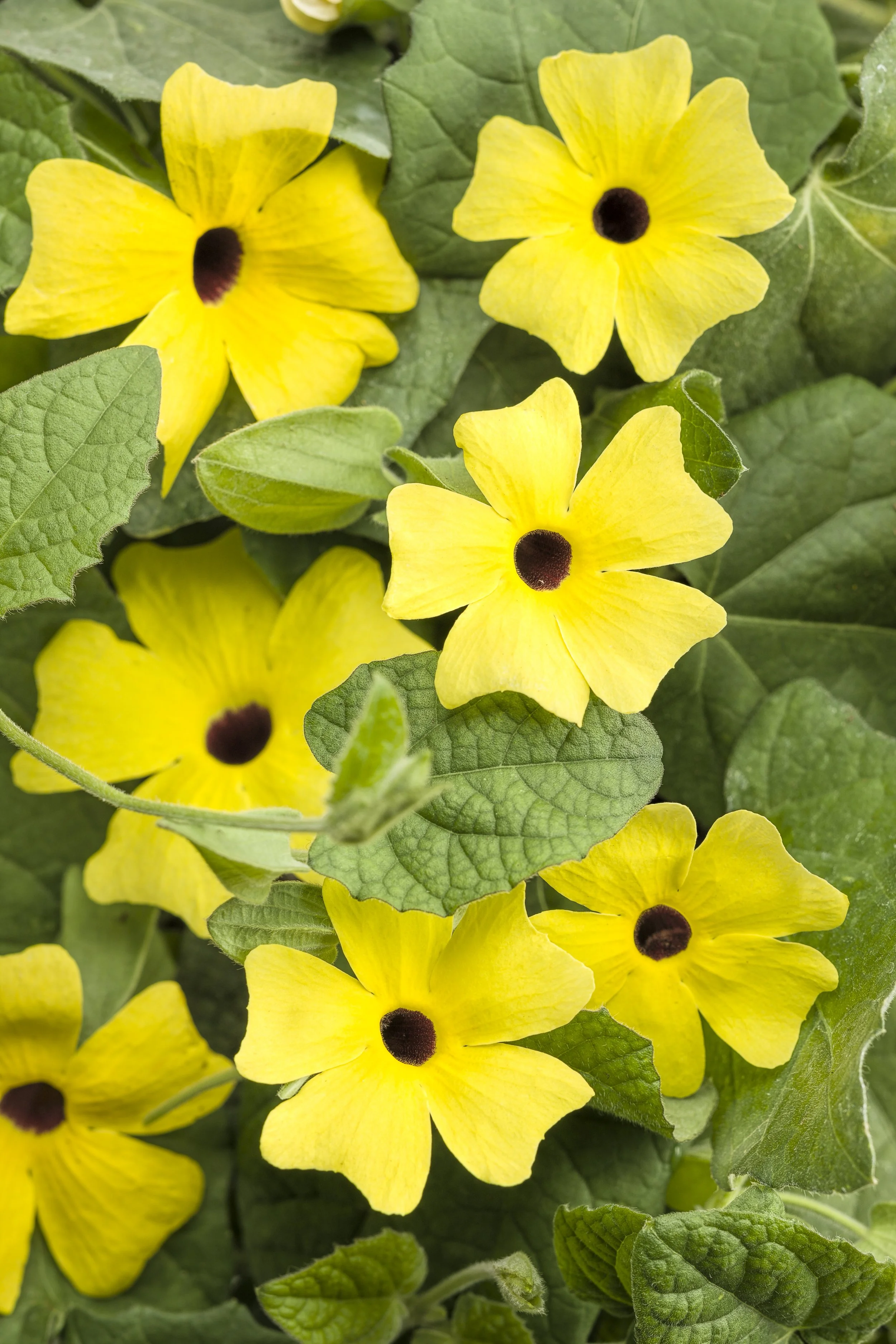 Thunbergia A-Peel Lemon
