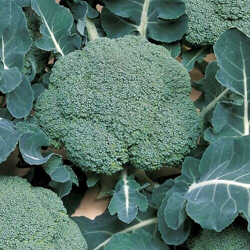 Broccoli