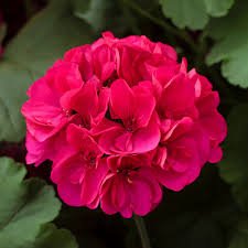 Calliope Large Magenta