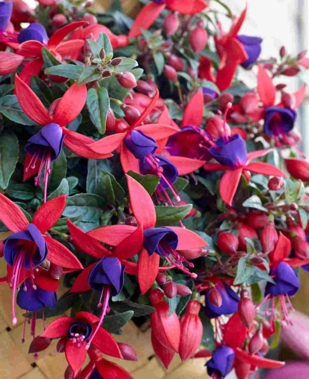 Fuchsia Bella Upright Sacha