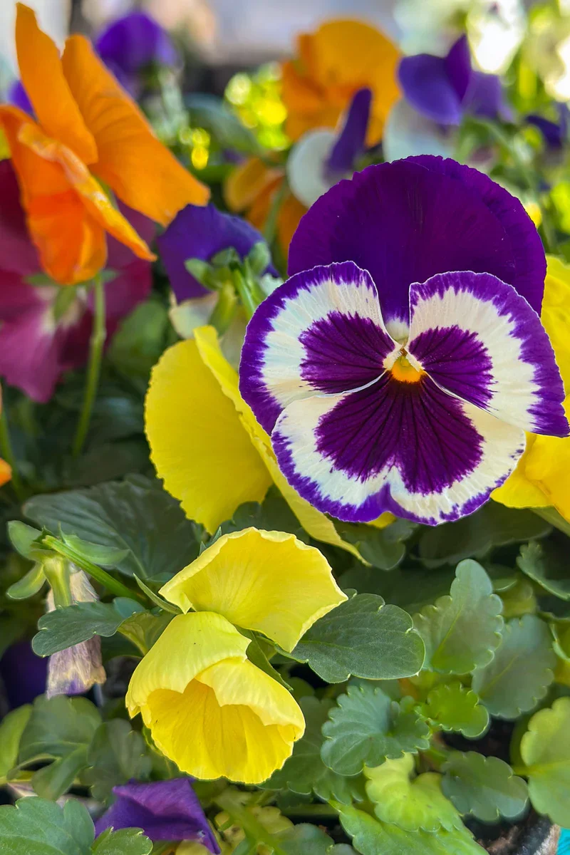 Pansy Delta Classic Fruit Salad Mix