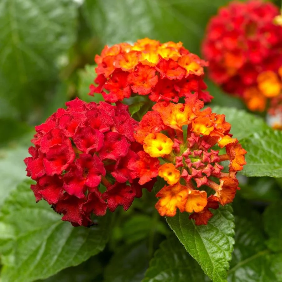 Lantana Landscape Bandana Red
