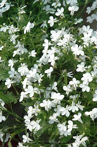 Lobelia Regretta White