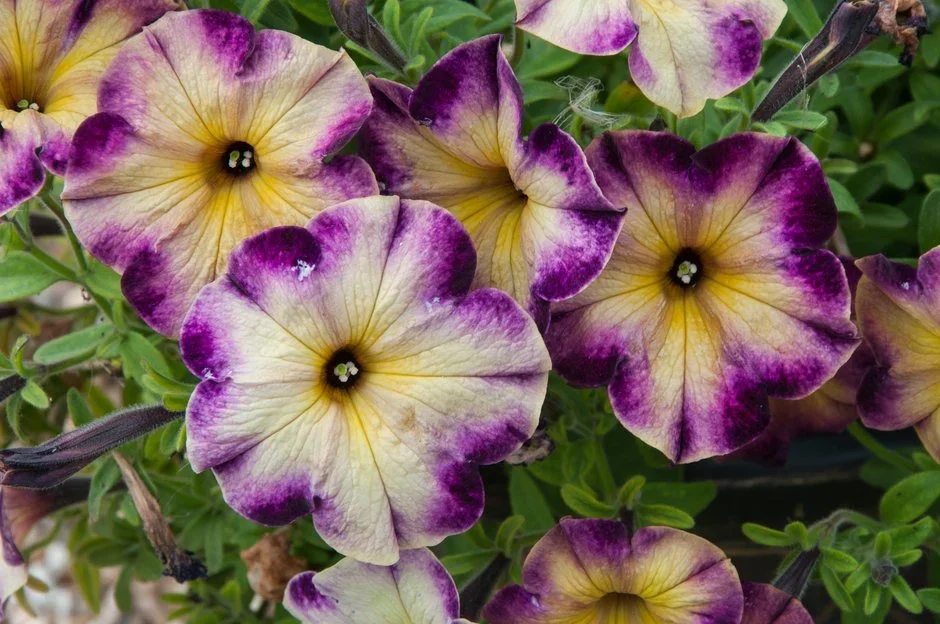 Crazytunia Moonstruck