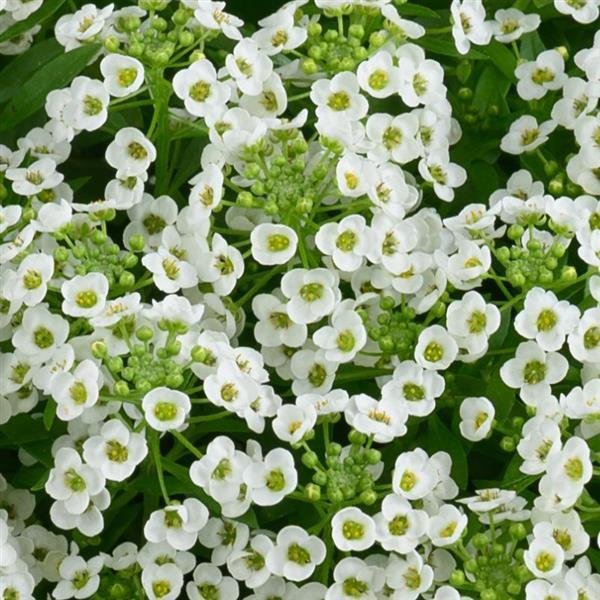 Lobularia Stream White