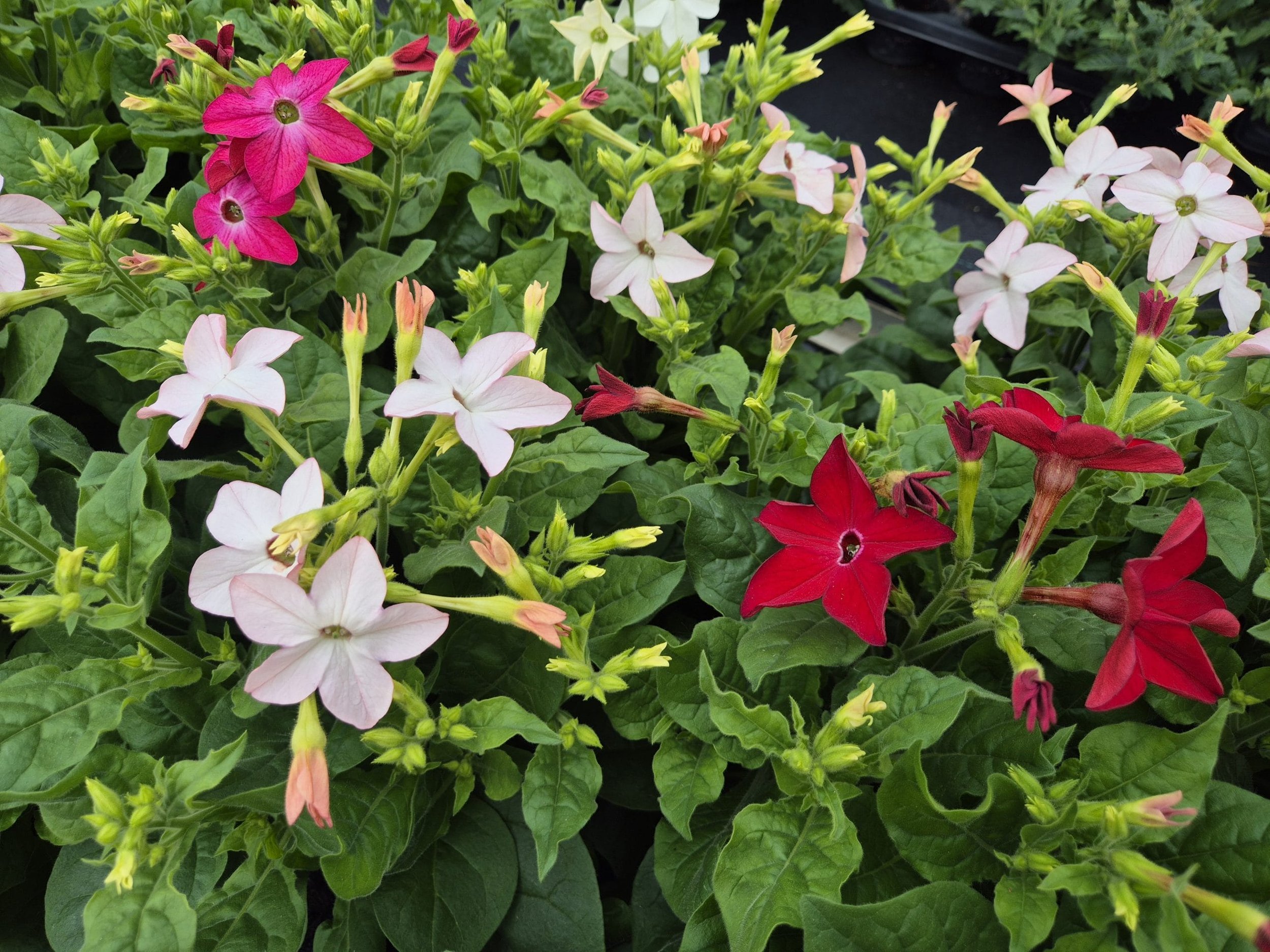 Nicotiana Saratogo Mix