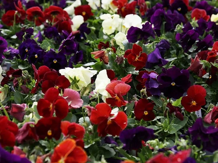 Pansy Delta Classic Wine & Cheese