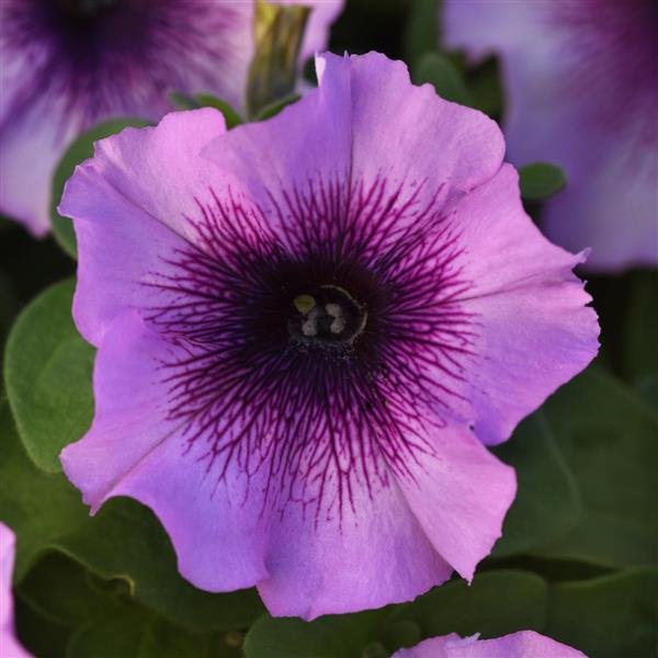 Petunia Madness Plum