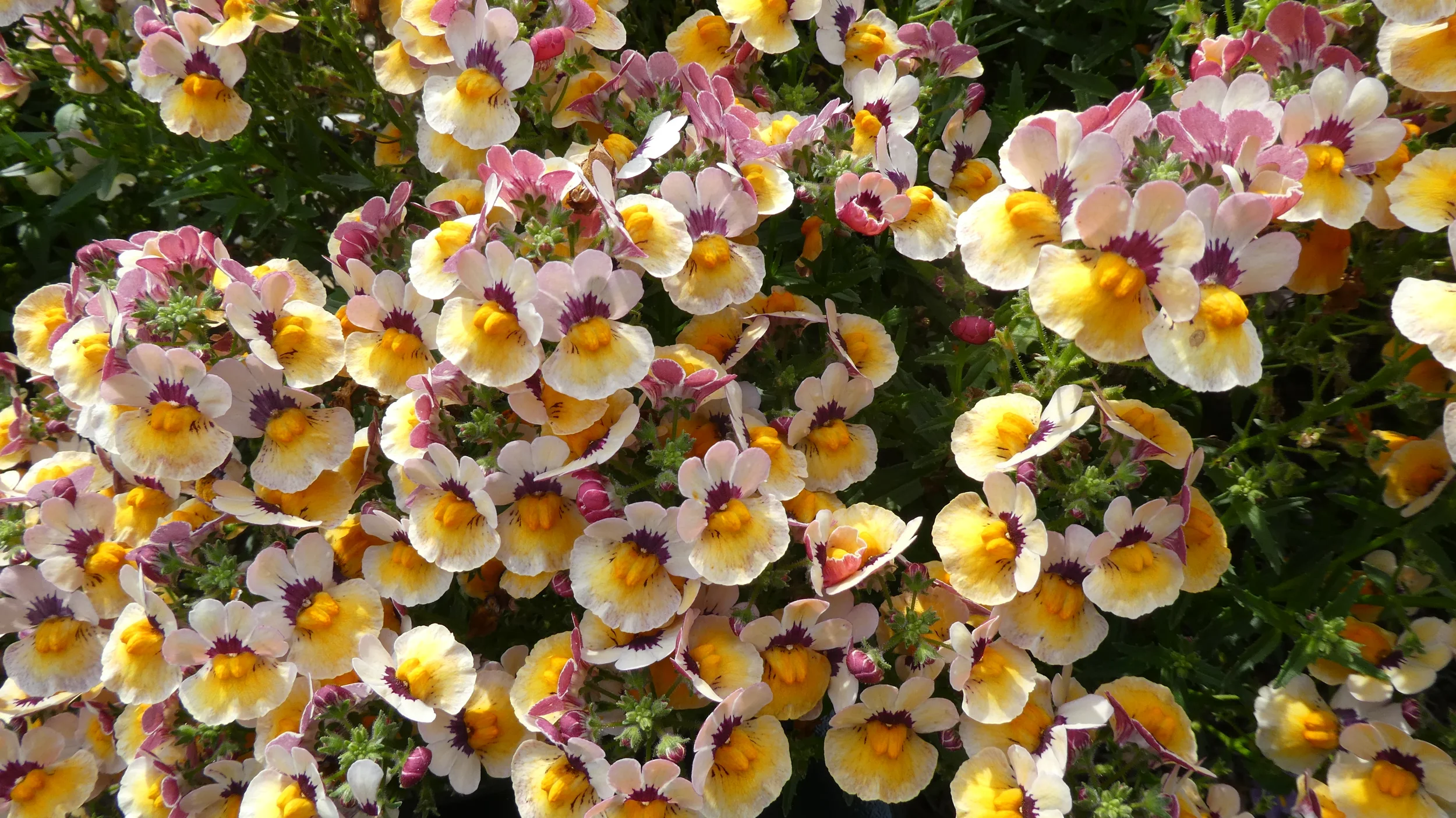 Nemesia Nesia Bananaberry