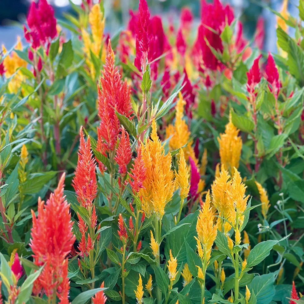 Celosia Fresh New Look Mix