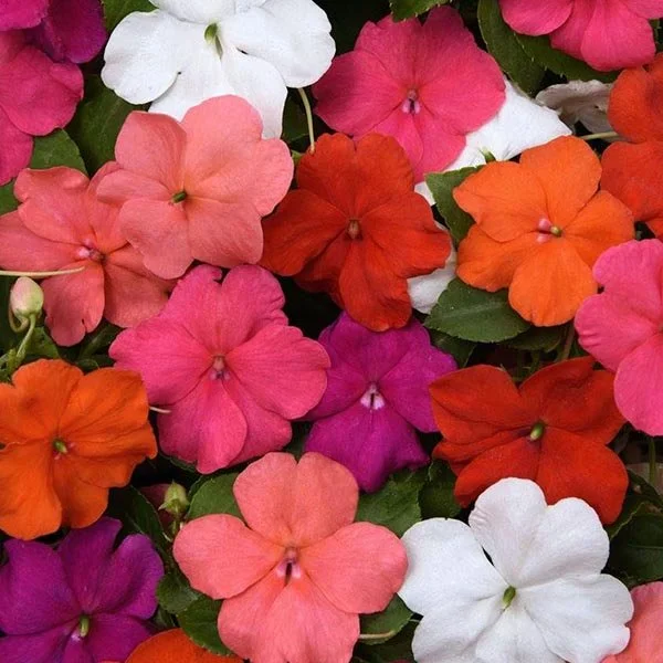 Impatiens Beacon Formula Mix