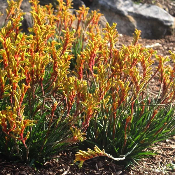 Anigozanthos Bush Tenacity