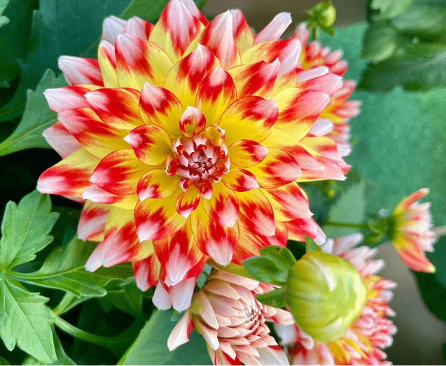 Hypnotica Candy Corn