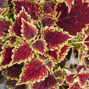 Main Street Oxford Street