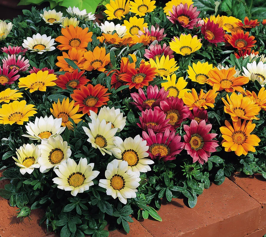 Gazania Kiss Mix