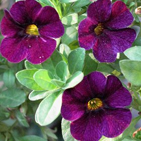 Aloha Midnight Purple