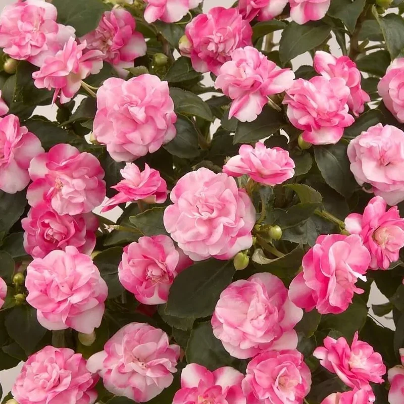 Impatiens Double Musica Bicolor Pink