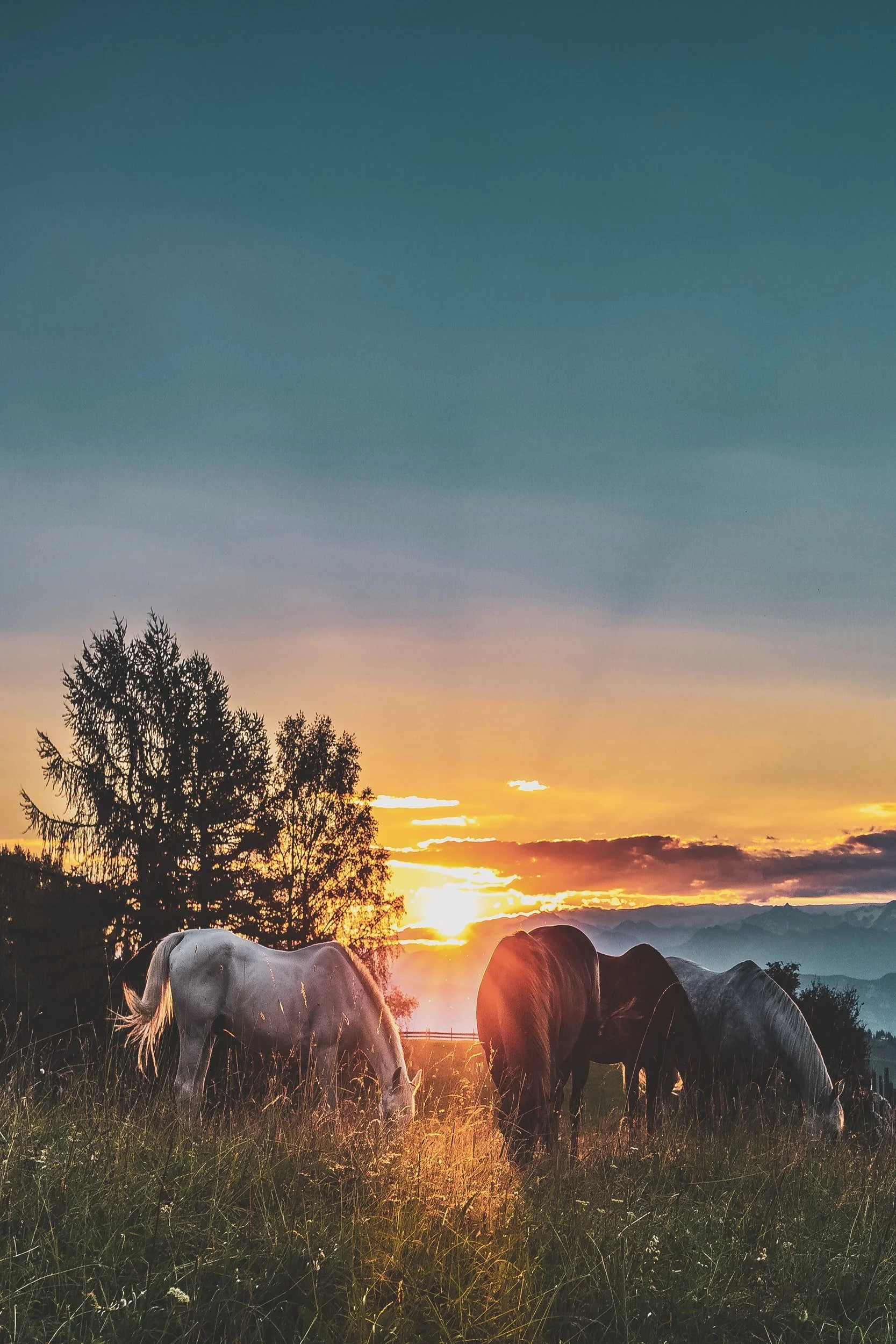 Horses grazing in a field during sunset with trees and mountains in the background.