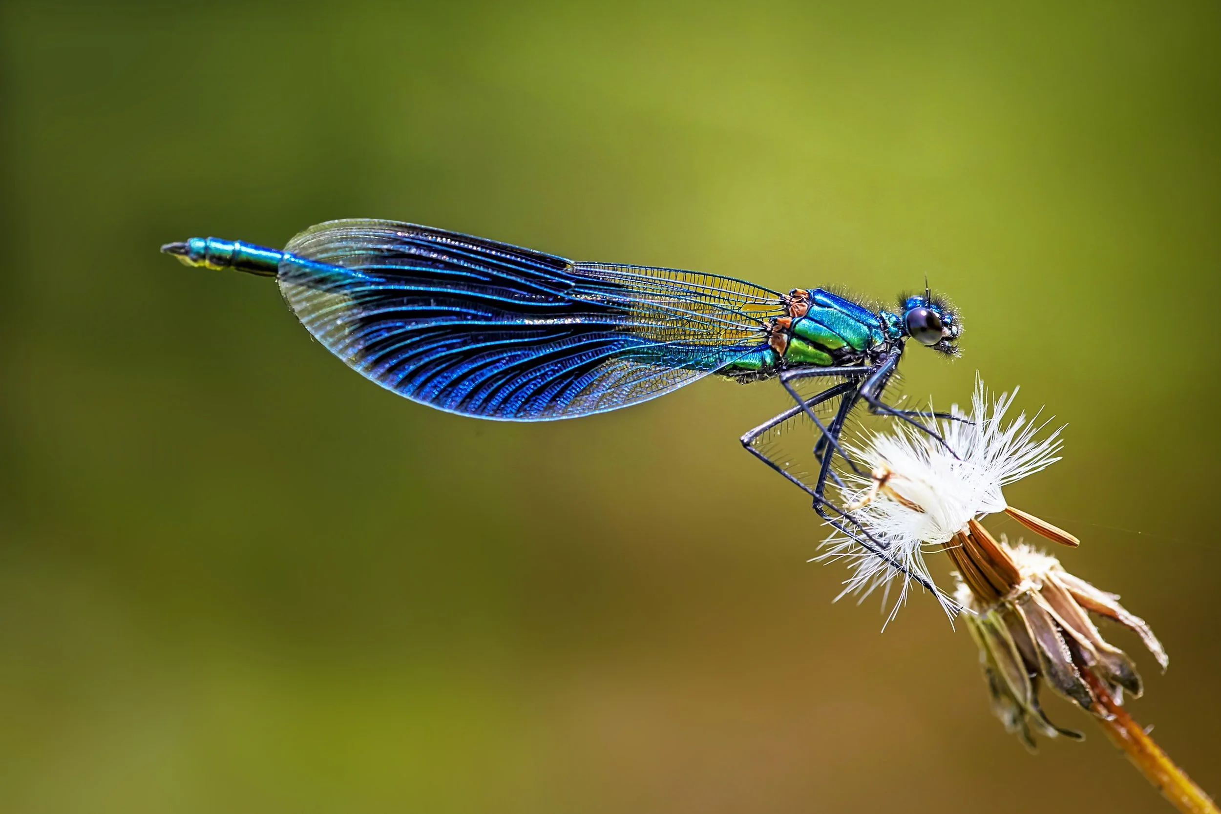 Blue dragonfly perched on a white dandelion seed head against a blurred green background.