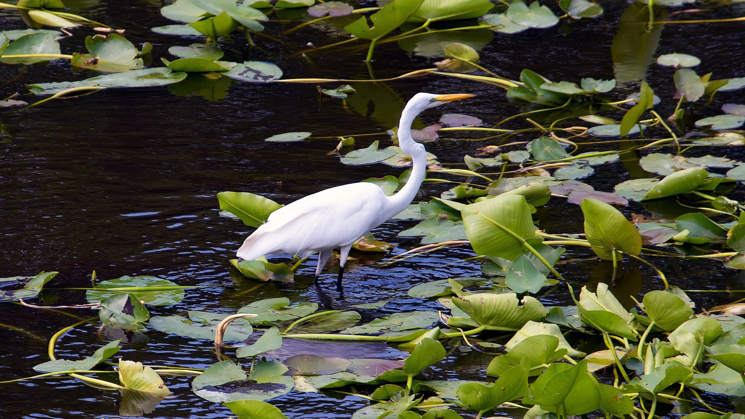 A white egret standing in water surrounded by green lily pads.