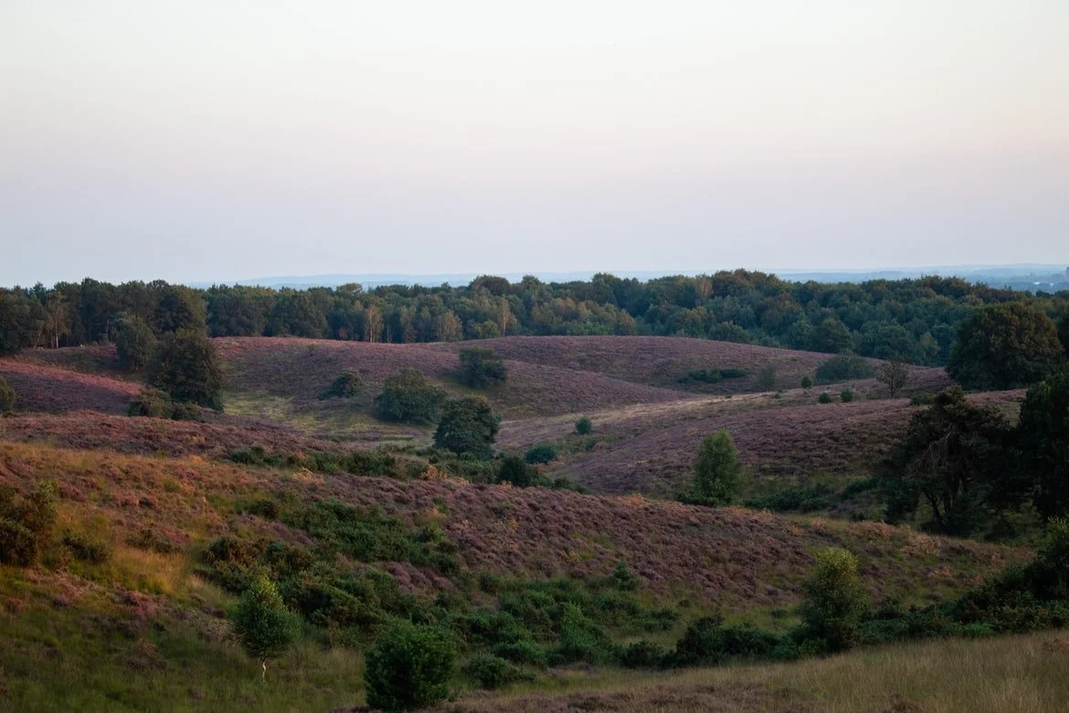 Vijf tips voor de ultieme heidag