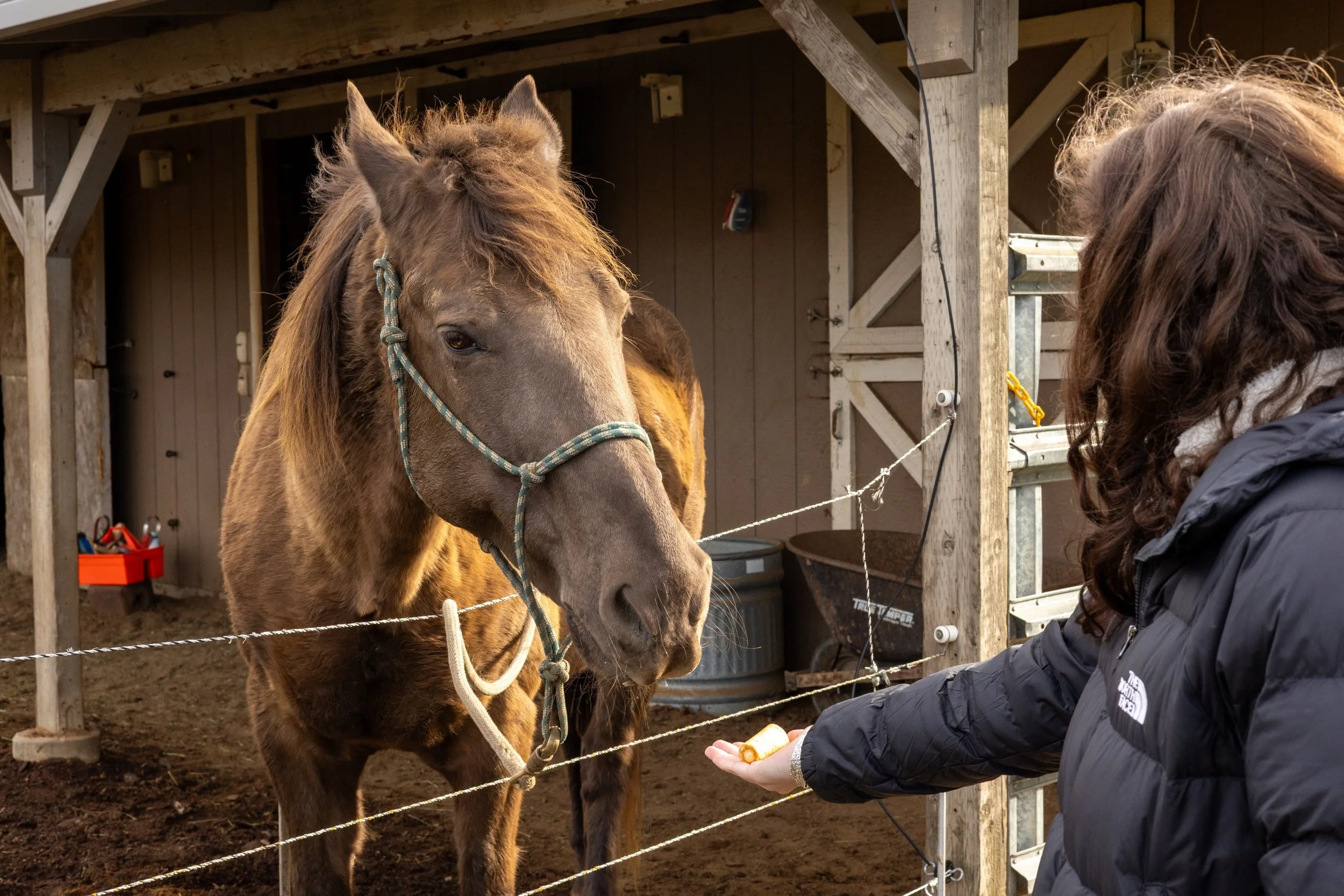 After surviving breast cancer, many women feel like they&rsquo;re at the edge of a cliff in terms of what comes next. That&rsquo;s why Trish Broersma created Riding Beyond, a free program that provides Equine Assisted Services to breast cancer surviv