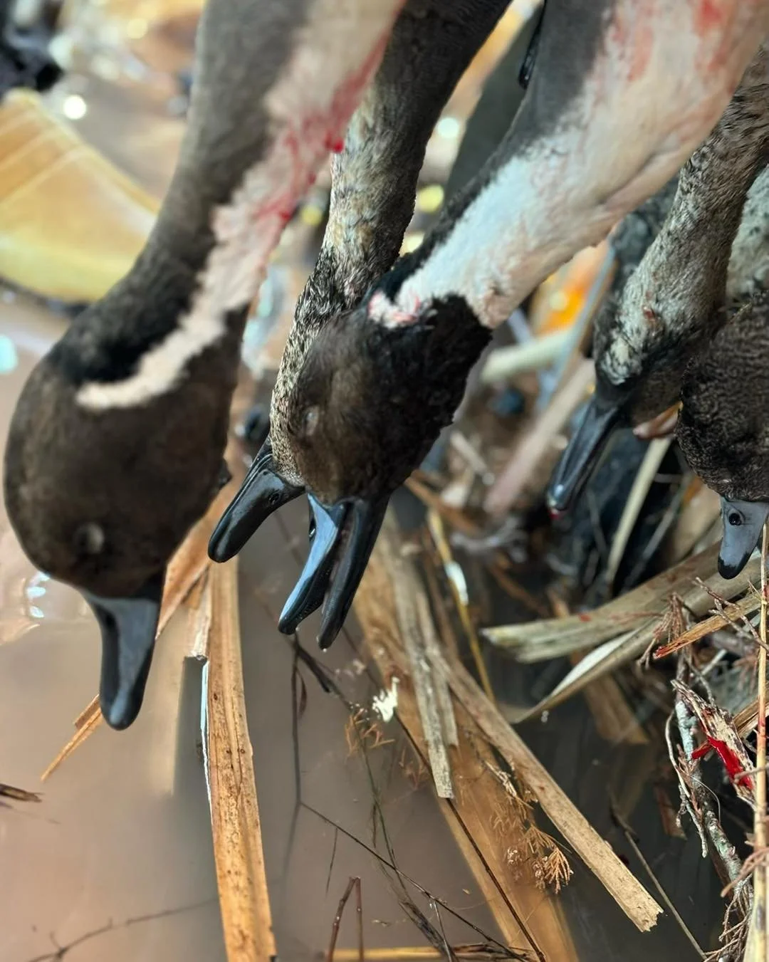 🦆 HUNTING SEASON IS NEAR🦌

As temperatures begin to cool and mornings get a little more crisp, hunters across Texas are getting ready for another season in the field.

For many landowners, the right property can offer more than acreage it can provi