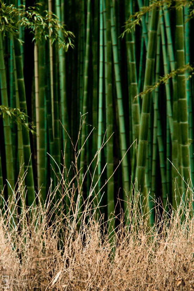 Philippe-Lambert Photography-Japan-0997.jpg