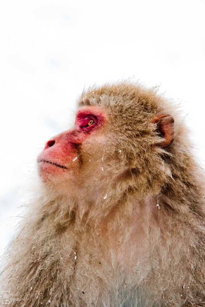 Philippe-Lambert Photography-Japan-1076.jpg