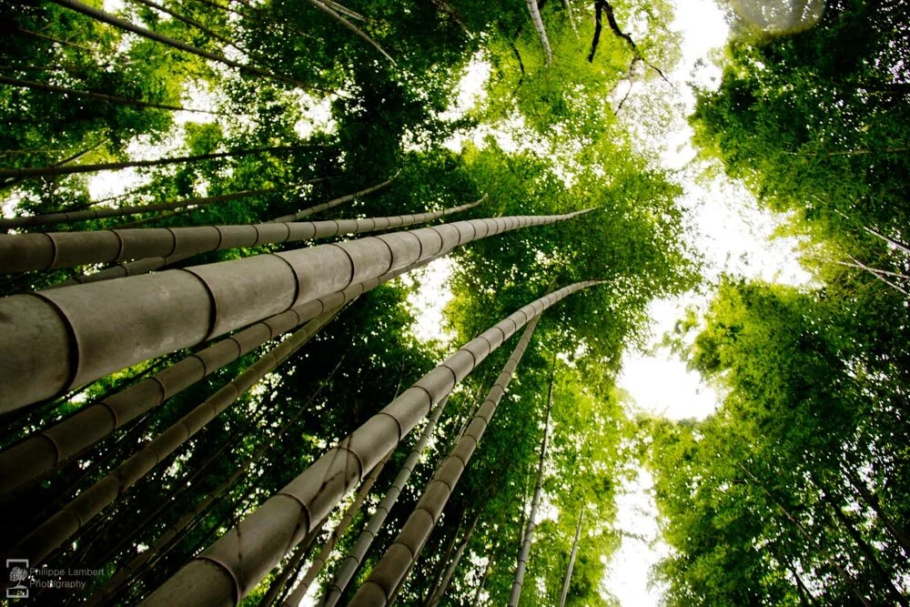 Philippe-Lambert Photography-Japan-1046.jpg