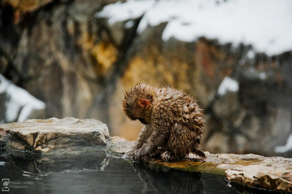 Philippe-Lambert Photography-Japan-1262.jpg