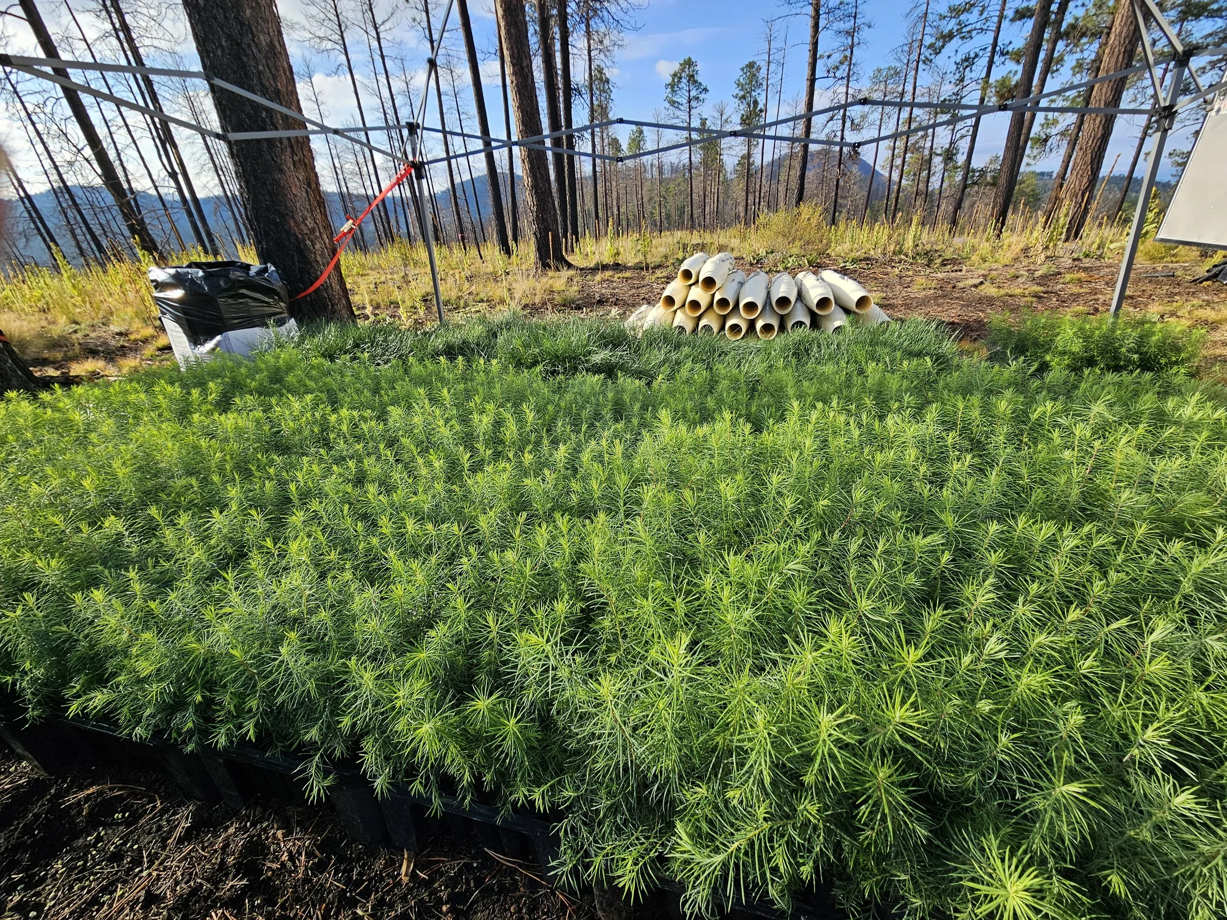 At TWP, we’re proud that 6,000 trees are back in the ground. But we’re even more proud that 21 young people, guided by Indigenous leadership and knowledges, are earning a living by restoring them.