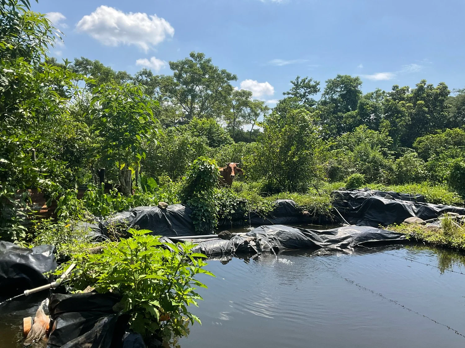 When the 110 families of El Asintal resettled in Guatemala, they arrived home to a near-empty plot of land, with scarce resources to rebuild.