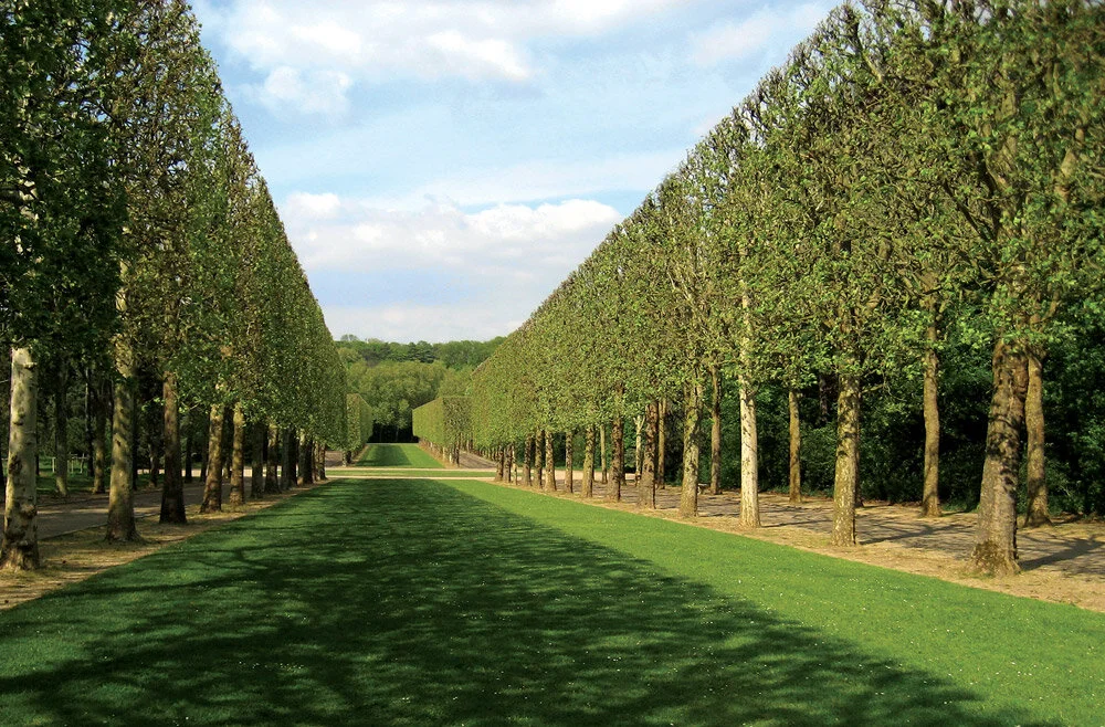 ideas  
 learning from observation | Andre Le Notre's parc sceaux