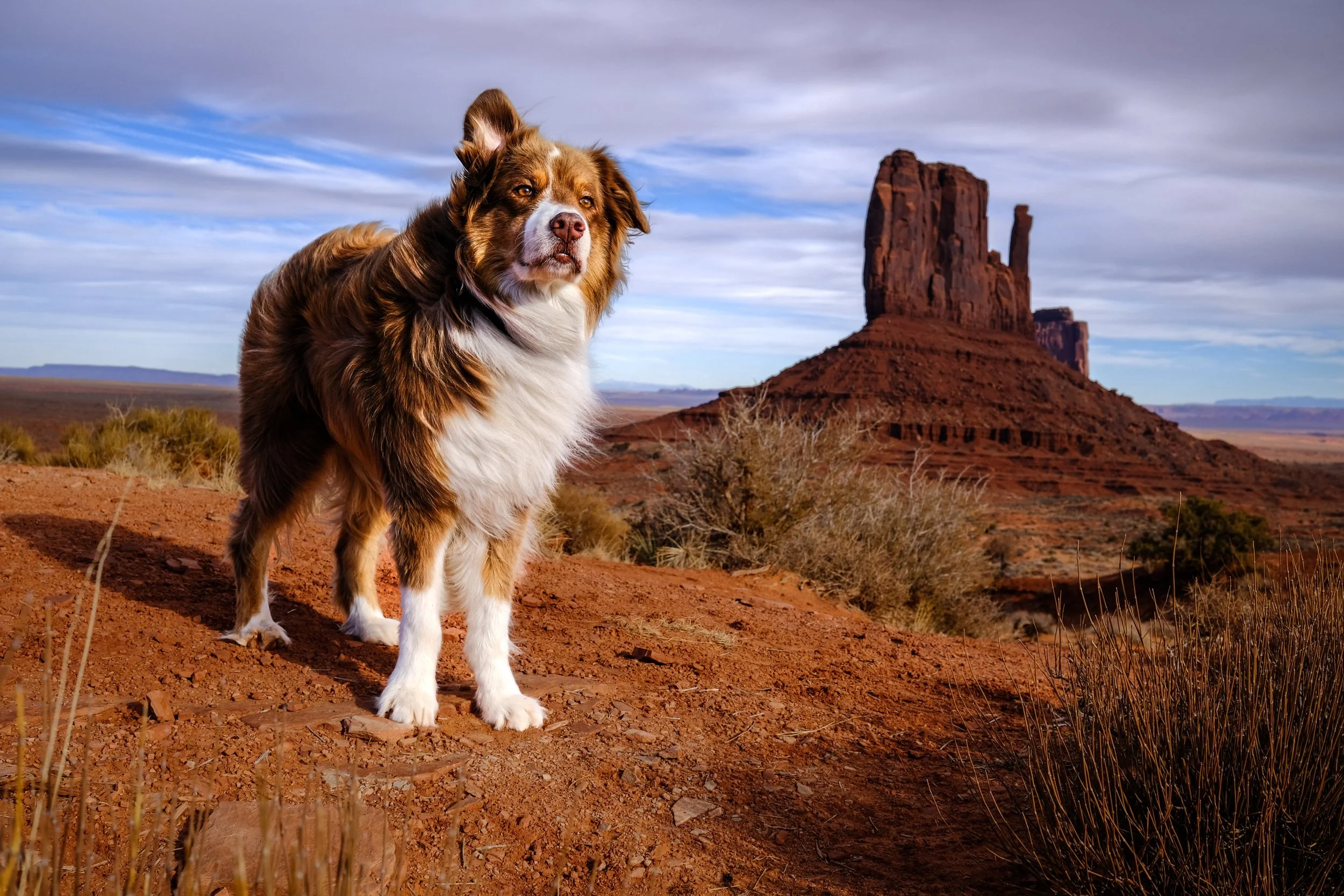 A brown and white Australian Shepherd dog standing on reddish dirt with desert vegetation in front of a rock formation in Monument Valley, Arizona, under a partly cloudy sky.