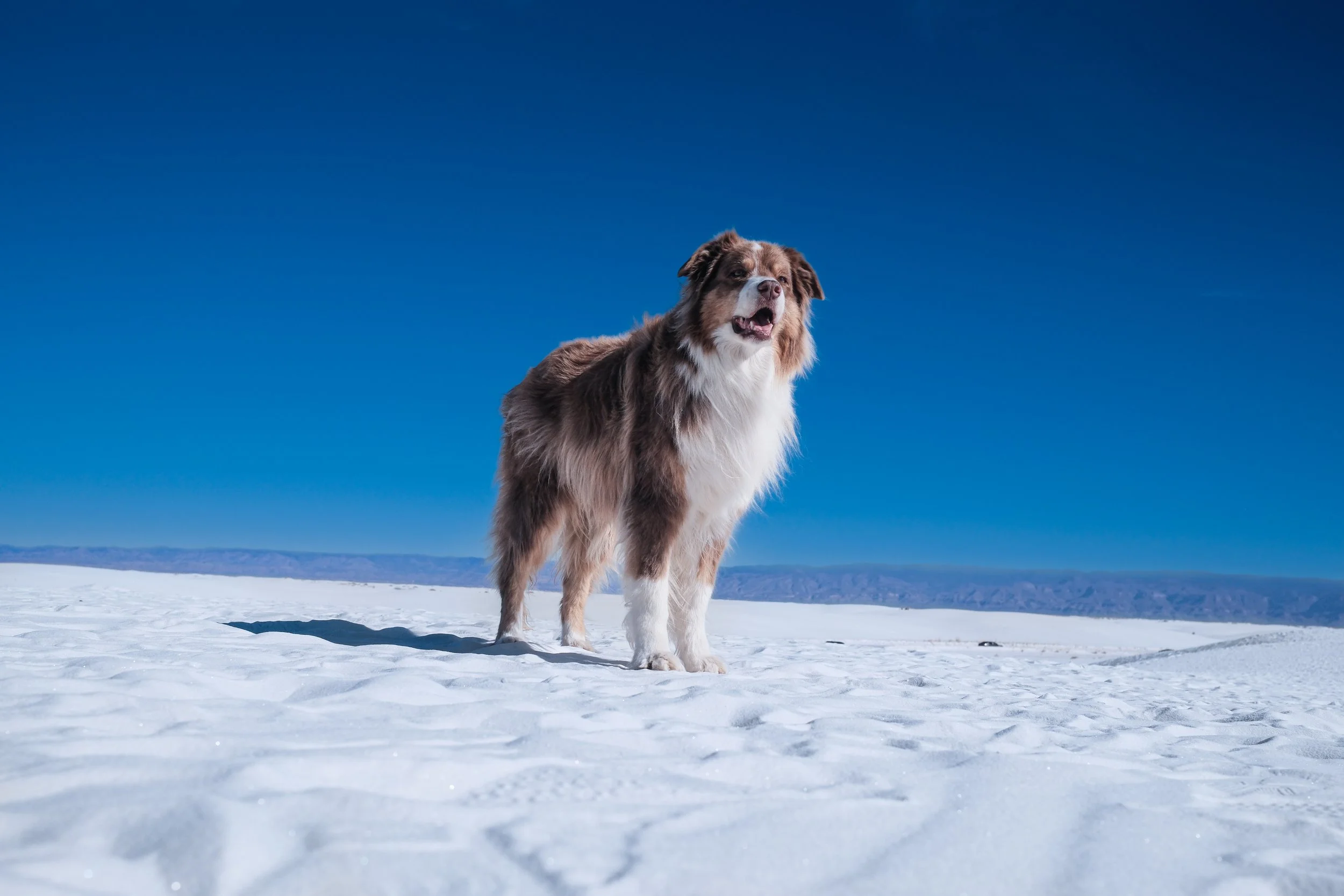 san-diego-pet-portrait-australian-shepherd-white sands.jpeg