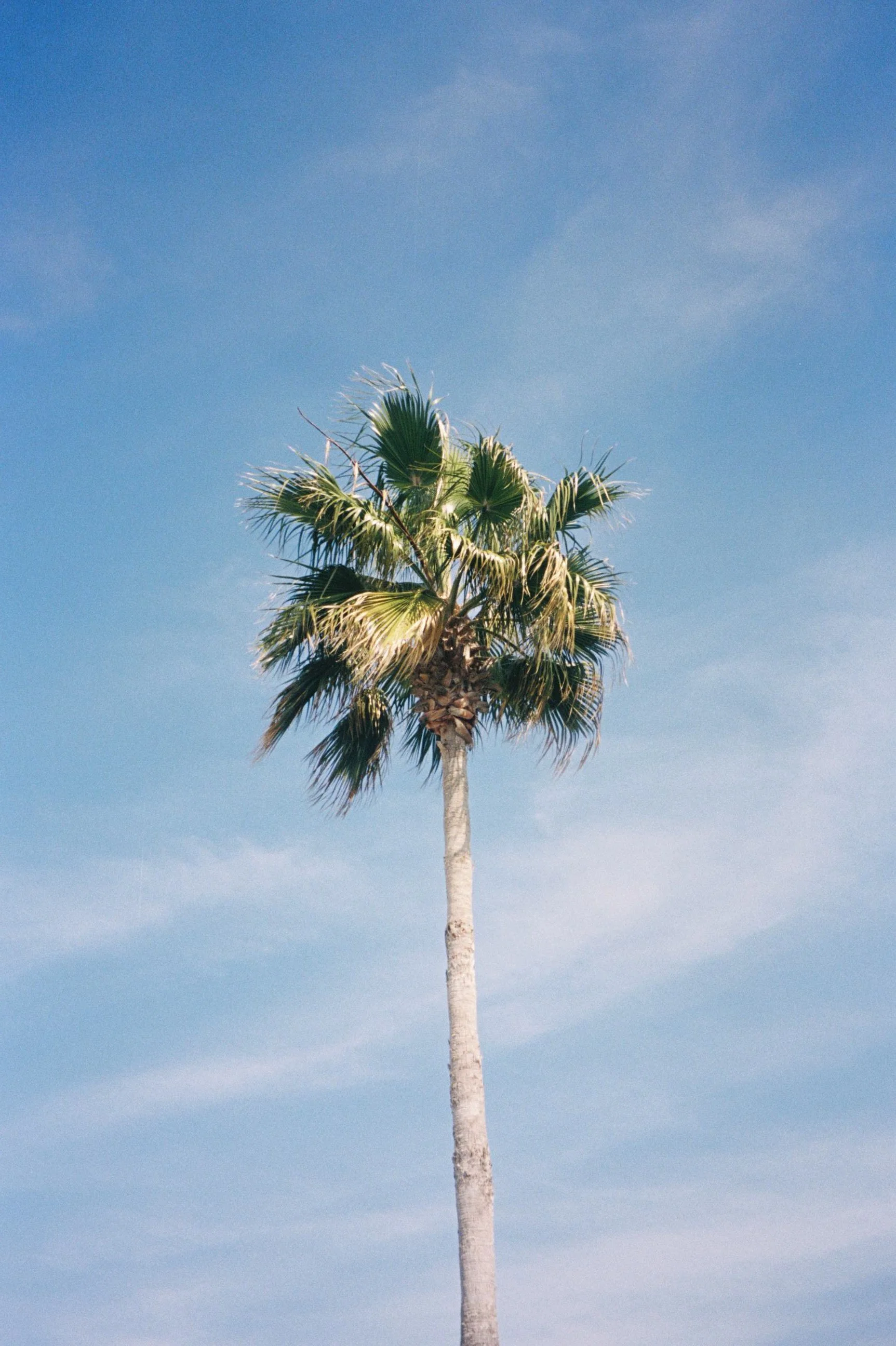 palm tree with bright blue sky and soft clouds