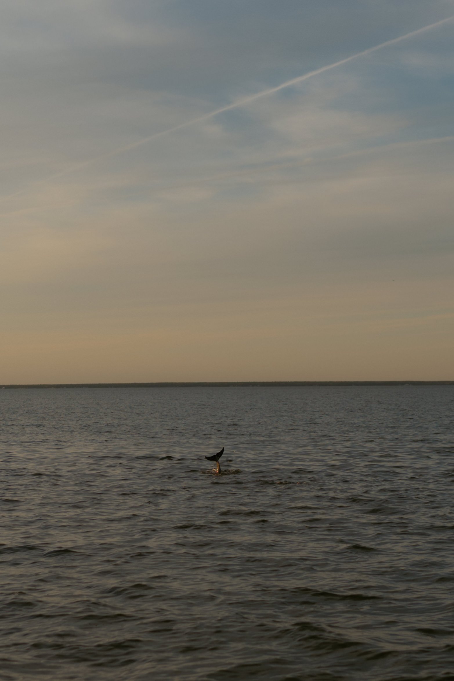 A whale tail emerging from the water in a vast body of water, with a sky and a few clouds in the background.
