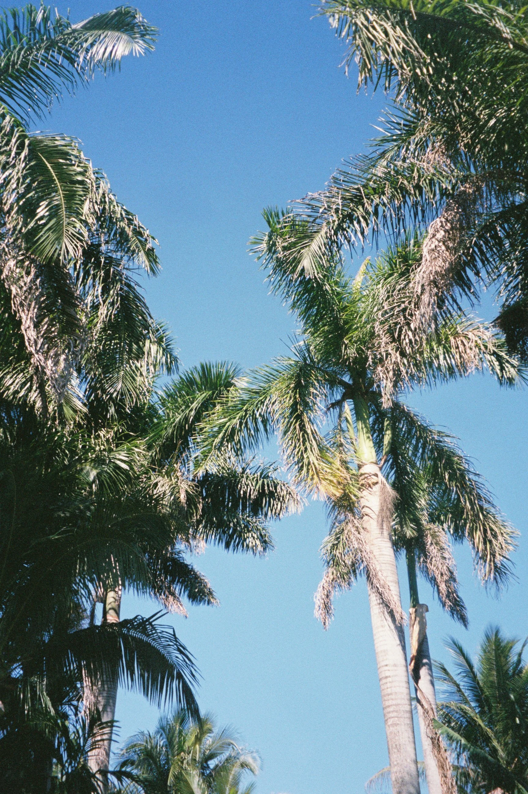 Tall palm trees with green fronds against a bright blue sky.