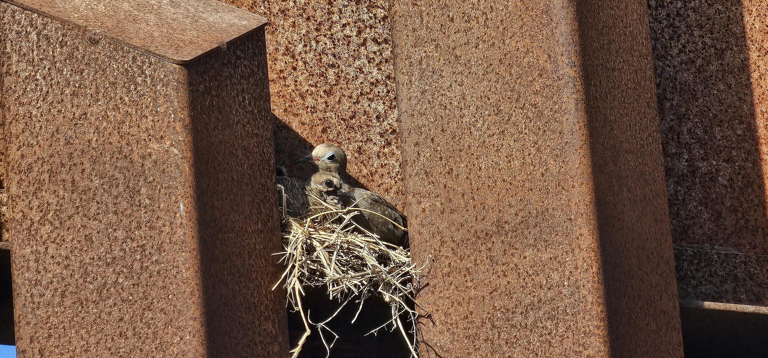 Mourning Dove nesting in the crooks of the border wall
