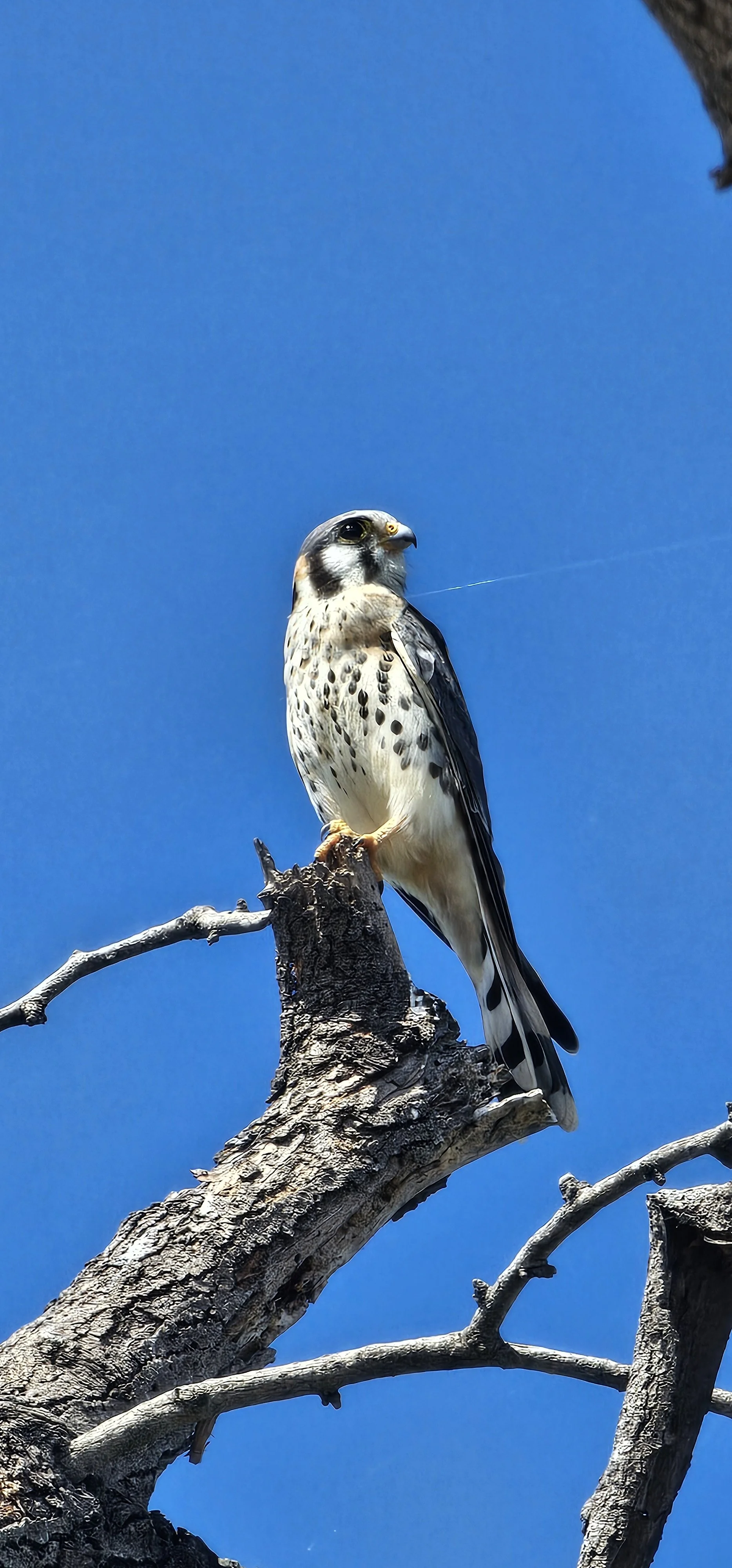 American Kestrel
