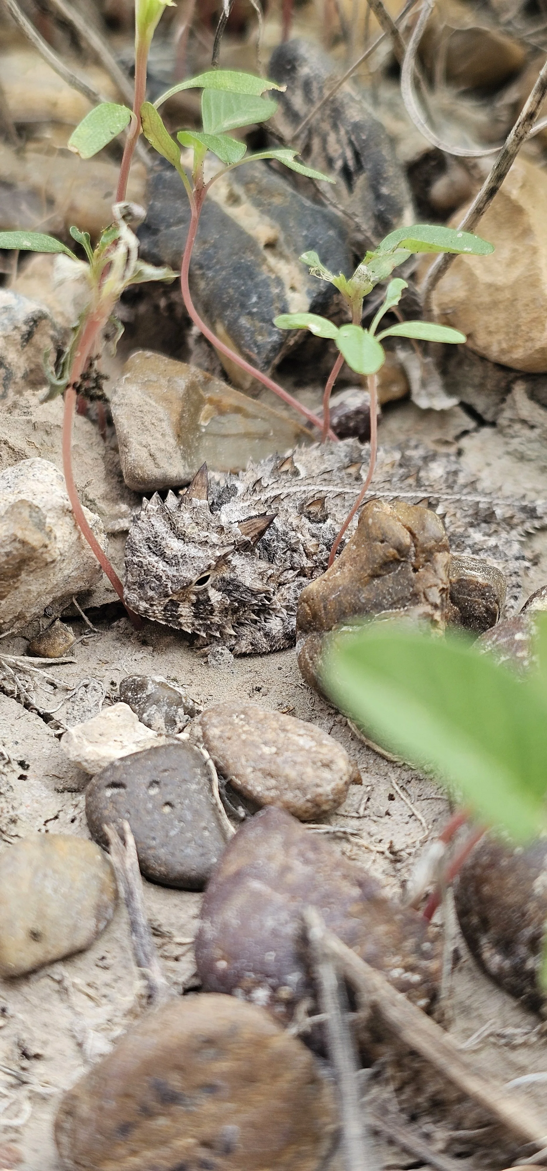 Horny toad lizard